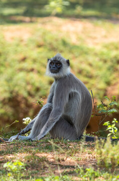 Gray langur alert sitting in grassland Sri Lanka