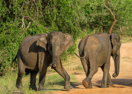 Sri Lankan Elephant Mother and Calf Walking on Road in Udawalawe National Park Sri Lanka