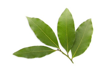 Fototapeta premium Green bay leaves show texture and freshness ideal for cooking. Aromatic herb concept, PNG