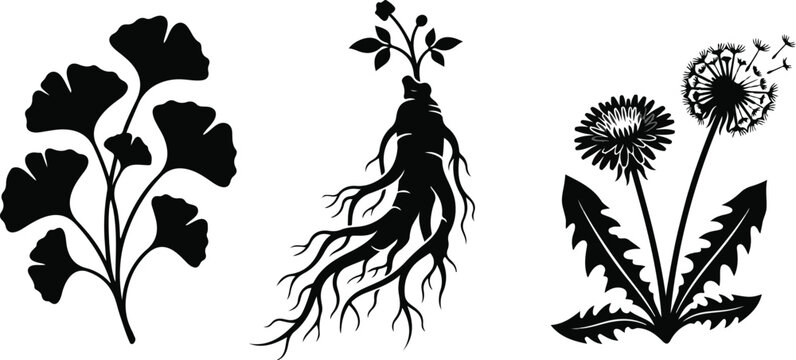 Ginkgo leaf ginseng root and blooming dandelion vector icons set