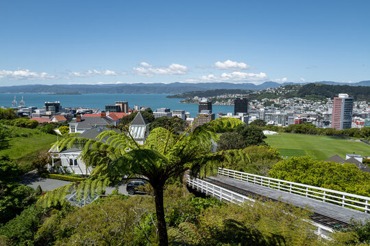 Elevated view of Wellington city skyline and harbour with lush ferns in Wellington, North Island, New Zealand in October 2025.