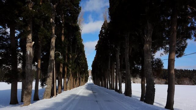 トラピスト修道院と杉並木と雪の道