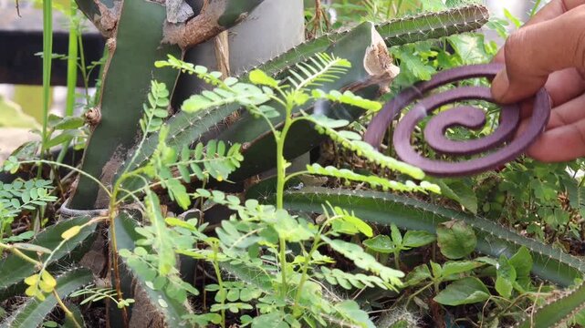 Hand holding a burning mosquito coil in a home garden. Household mosquito control and family protection concept for preventing mosquito bites, dengue fever, and other mosquito borne diseases.