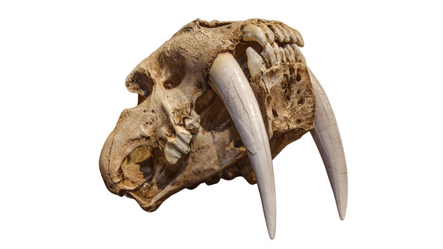 Fossilized prehistoric Smilodon saber-toothed tiger skull isolated on a white background