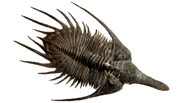 Spiny trilobite fossil specimen isolated on a white background