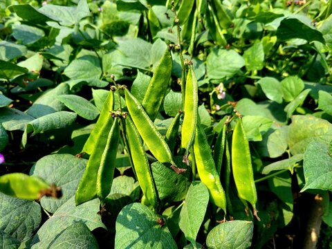 Huge bearing of hyacinth bean pods in a home garden, showing abundant production of fresh Lablab bean (hyacinth bean) plants. 