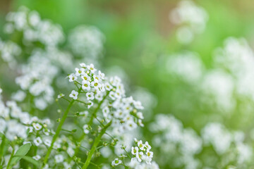 Obraz premium Delicate white sweet alyssum flowers with green copy space background