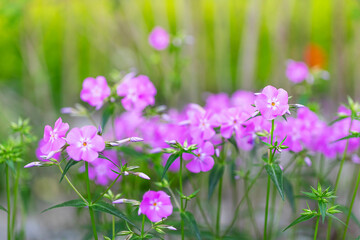 Fototapeta premium Beautiful pink phlox flowers blooming in a lush green garden