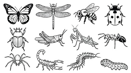 Vintage insect engraving collection, 12 hand drawn bug vector illustrations, black and white biological sketches of butterfly, beetle and dragonfly © chouadhrynuman