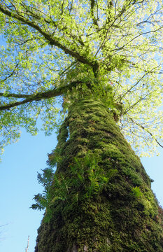 The view up to the trunk of sessile oak overgrown with moss and ferns.