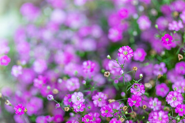 Obraz premium Beautiful pink psammophiliella muralis flowers blooming in abundance