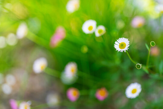 Small white fleabane daisy flower blooming with left copy space