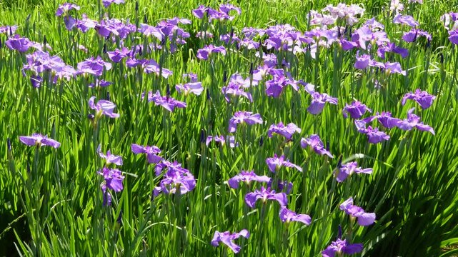 水辺の花」の写真素材 | 28,044件の無料イラスト画像 | Adobe Stock