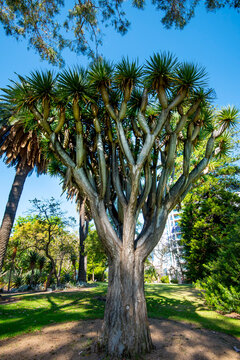 Dragon Blood Tree in Kings Park - Perth - Australia