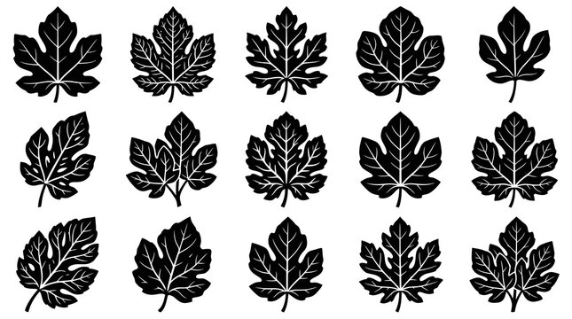 Fig Leaves Vector Silhouette Icons Set. Black and White Botanical Nature Plant Glyphs.
