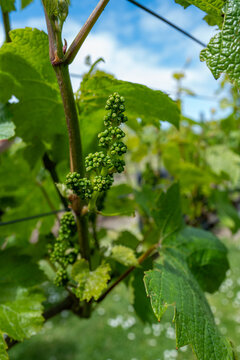 Close-up of young green grape clusters developing on a vine in Blenheim, Marlborough, New Zealand in November 2025.