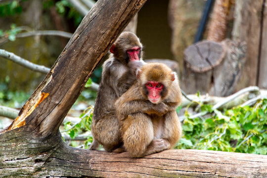 Japanese Macaque in City Park - Launceston - Tasmania