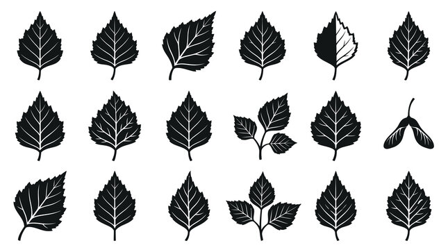 Birch Leaves and Samara Seeds Glyph Icons Set - Nature Black and White Botanical Vector Silhouettes Collection