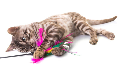bengal cat in studio © cynoclub
