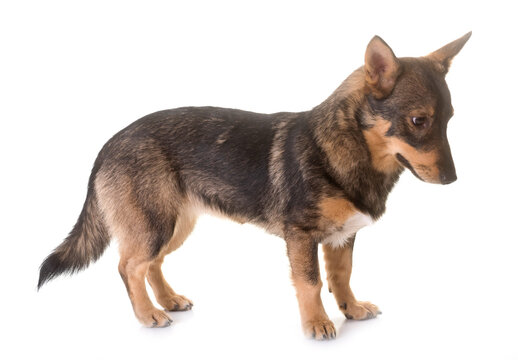 Swedish Vallhund in studio