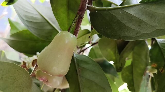 Close-up of a young Syzygium samarangense fruit, commonly known as Water Apple or Jambu Air, hanging on the tree.
