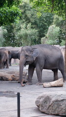 Fototapeta premium Adult Asian elephant standing in a spacious outdoor enclosure surrounded by green trees and natural rock elements