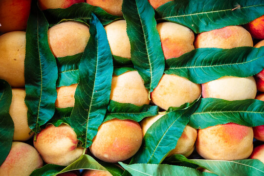 Fresh harvest of ripe peaches with green leaves