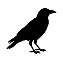 Fototapeta premium Black Crow Silhouette, Bird Icon, Dark Animal Vector, Wildlife Graphic isolated on White Background