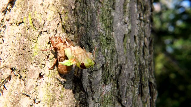 セミの羽化