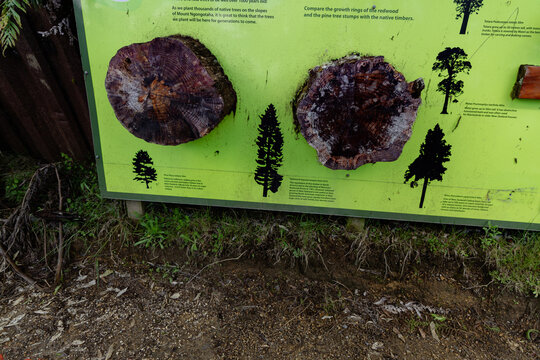 Compare Growth Rings Redwood Pine Tree Stumps Display