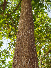 Fototapeta premium Rough bark textures dominate this forest scene. Mossy patches highlight the tree's age and weathering.