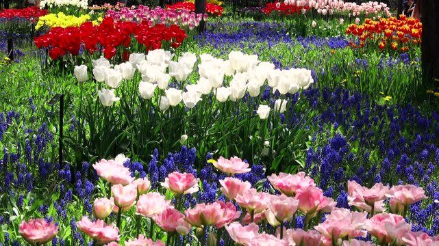 百合が原公園のチューリップとムスカリ