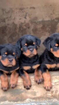 Rottweiler puppies sitting together in a row looking forward in this cute animal motion video clip