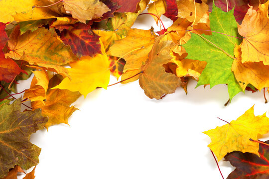 Autumn maple-leafs