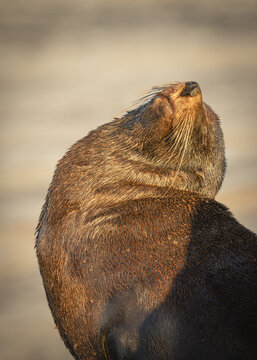 An Australian fur seal enjoying basking in the early morning sunshine and twisting its neck to get the best rays at its resting site on the breakwater at the entrance to Narooma harbour in Australia.