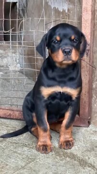 Adorable rottweiler puppy sitting and moving in this energetic and playful animal video footage motion clip