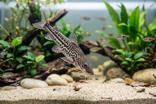 Beautiful patterned freshwater catfish swims downwards over sandy bottom in planted aquarium