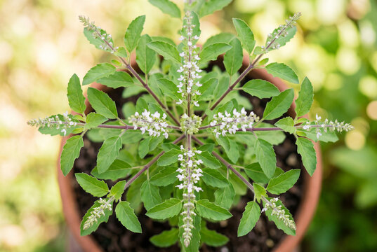 Top down view of green tulasi holy basil plant leaves and white flowers
