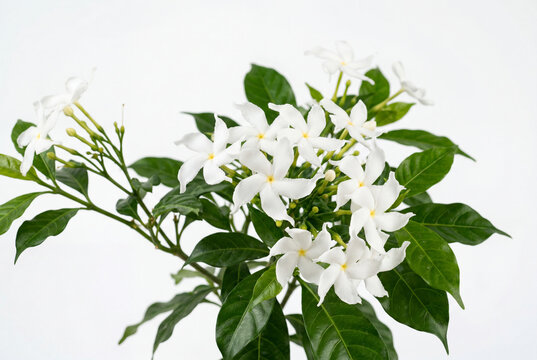 Cluster of elegant white pinwheel flowers with green leaves