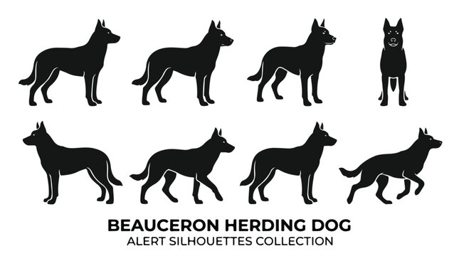 Beauceron herding dog alert silhouettes collection, 8 black canine vector icons, purebred shepherd dog standing and walking poses for pet branding