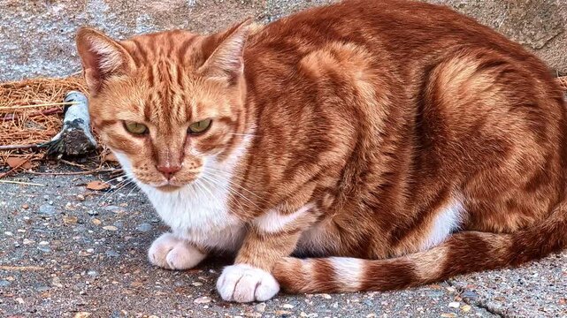 Ginger tabby cat crouches alert on rough concrete ground beside a wall.