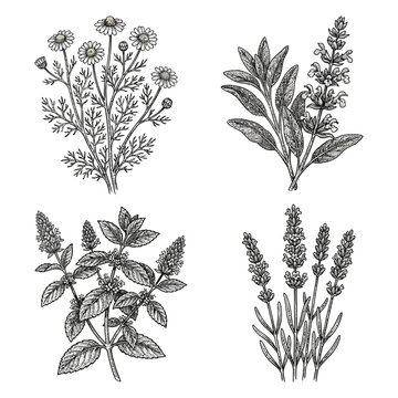 Herb Plants Illustration Set Featuring Multiple Herbs.