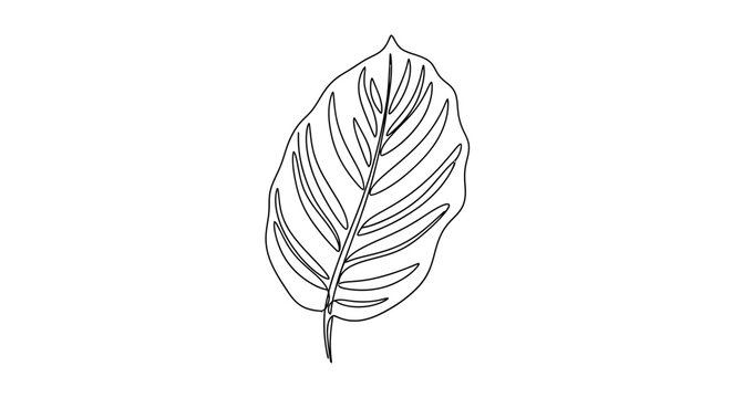 Intricate black and white line drawing of a single detailed leaf showcasing natural venation