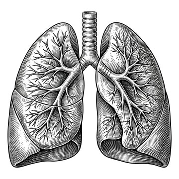 Detailed Anatomical Lungs Illustration Showing Bronchioles.
