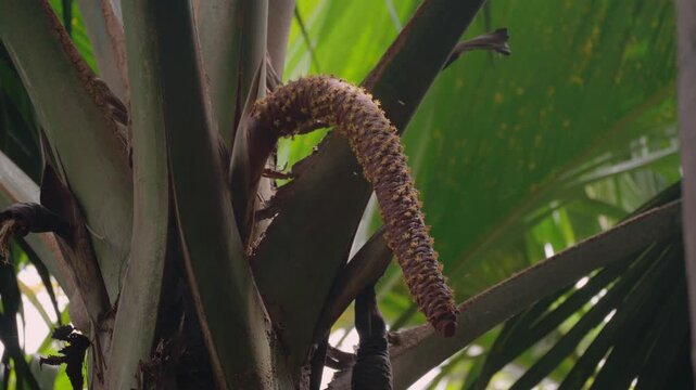 4K handheld footage of the distinct male catkin of the Coco de Mer palm, showing insects attracted to the flowers in the protected Vall&eacute;e de Mai nature reserve on Praslin Island, Seychelles.