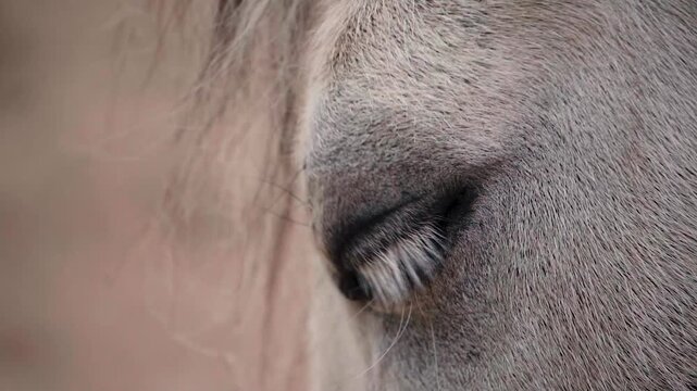 Extreme close up slow motion footage of a horse eye blinking with visible lashes and fur texture with copy space for text overlay use