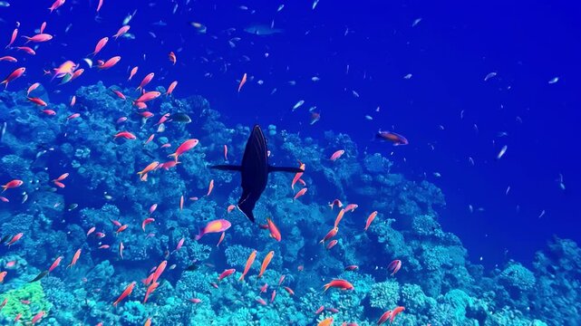 Vibrant underwater reef with black fish and school of orange fish