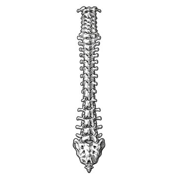 Detailed illustration of a human spine vertebral column.