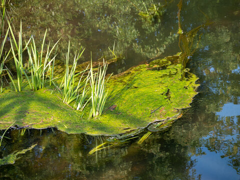 Floating mat of green algae with emergent aquatic plants on a calm pond surface. Natural wetland habitat with reflections, freshwater vegetation and ecological details.