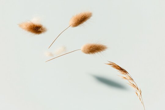 Three fluffy lagurus seed heads floating in mid-air with soft golden shadows against a pale blue sky for a minimalist nature mockup